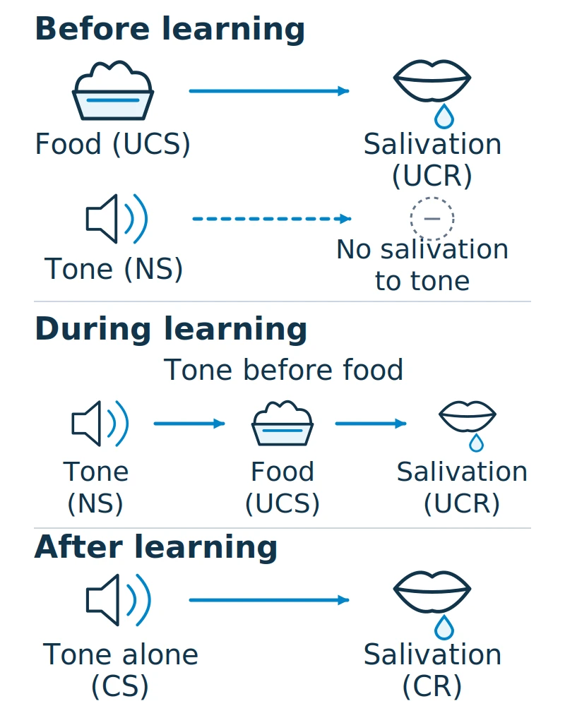 Before learning, food elicits salivation and the tone does not. During learning the tone precedes food. After learning the tone alone elicits salivation.