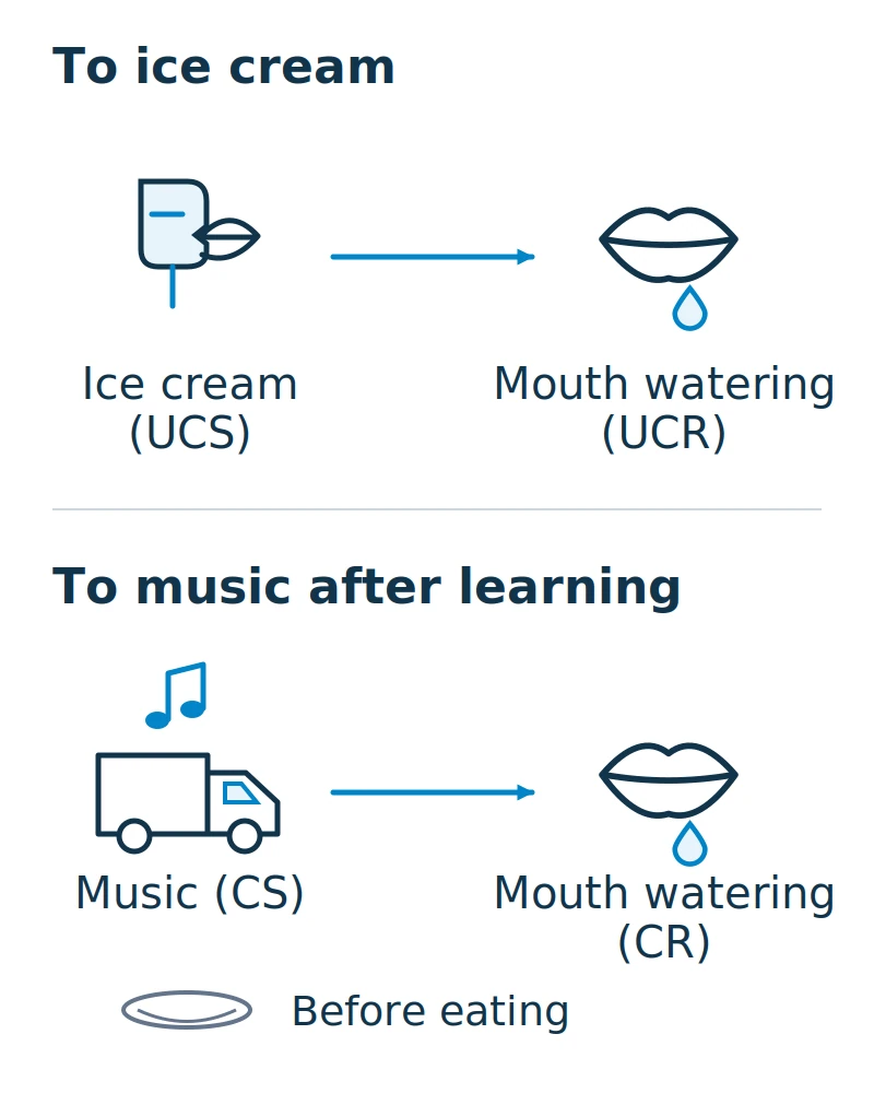 Ice cream in the mouth elicits mouth watering as a UCR. After learning, truck music before eating elicits mouth watering as a CR.